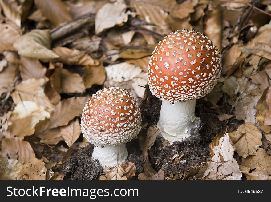 Amanita Muscaria mushroom in a background of leafs