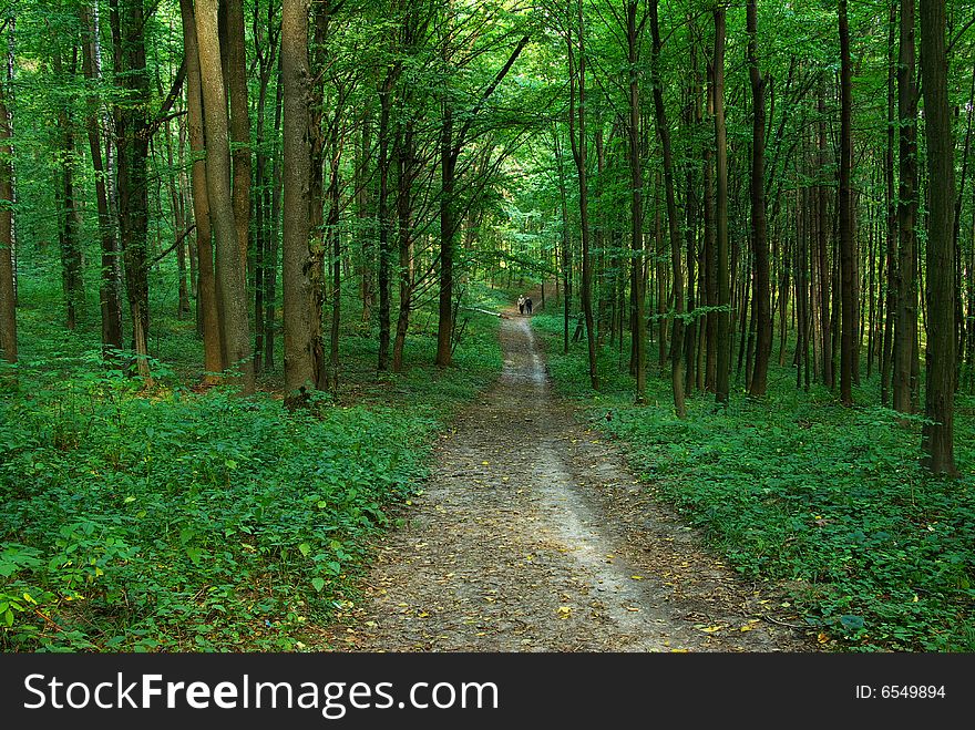 Path in summer green forest