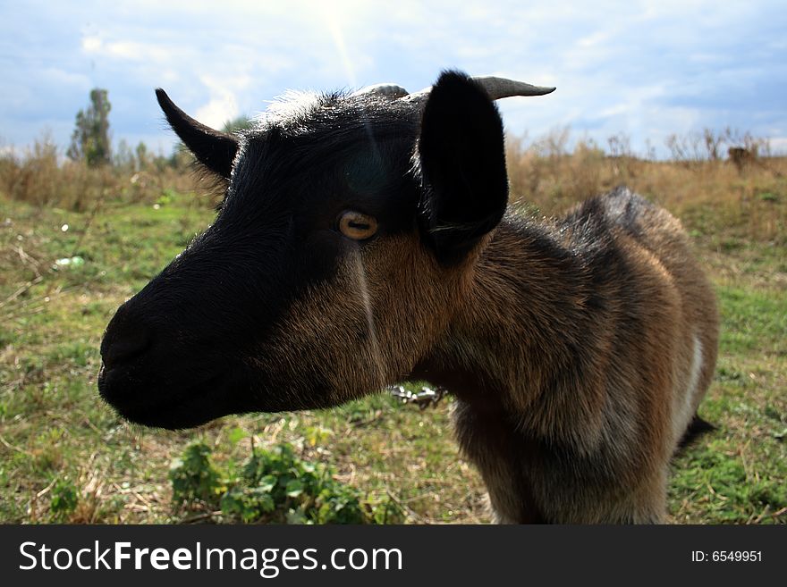 Clouse up of a domestic goat on a farmer's land