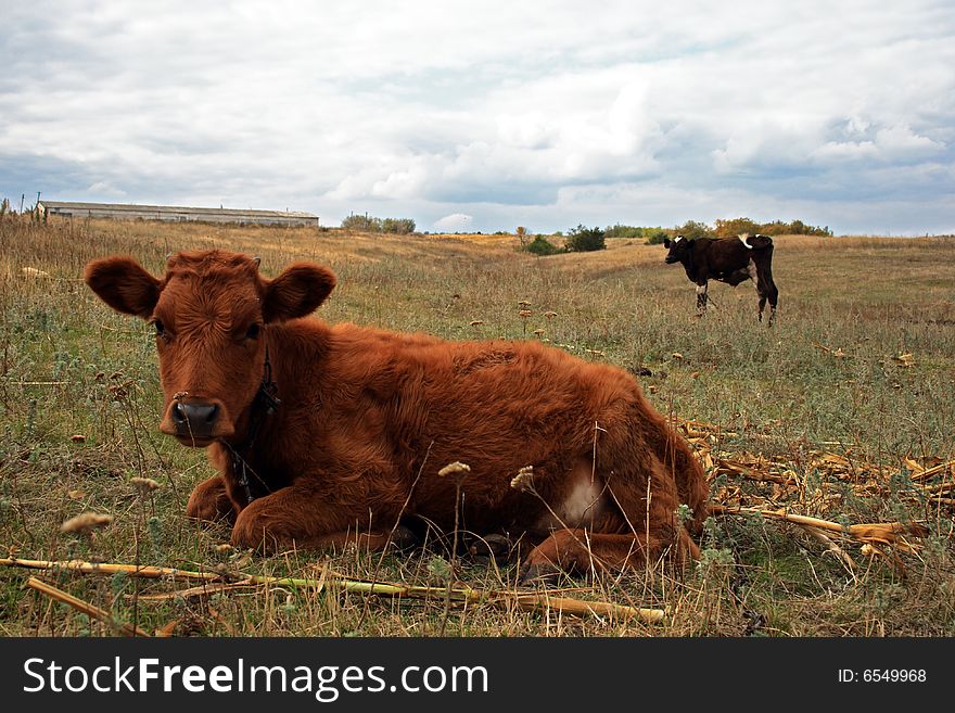 Brown bull - a symbol of the Chinese new 2009. Brown bull - a symbol of the Chinese new 2009