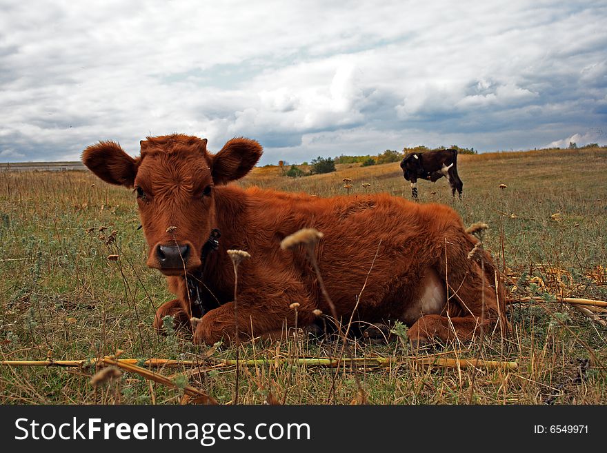 Brown bull - a symbol of the Chinese new 2009. Brown bull - a symbol of the Chinese new 2009