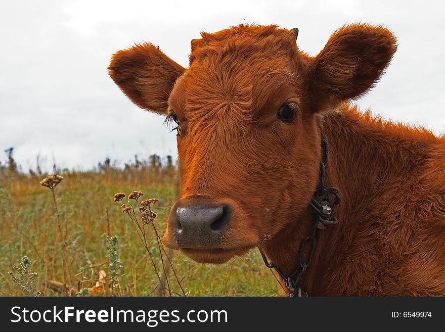 Brown bull-calfe