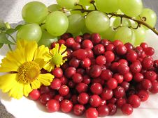 The Autumn Still Life Royalty Free Stock Photo The Autumn Still Life Royalty Free Stock Photo