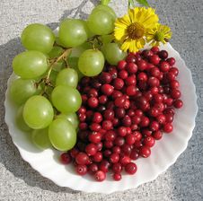 The Autumn Still Life Royalty Free Stock Photography The Autumn Still Life Royalty Free Stock Photography
