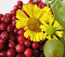 The Autumn Still Life Stock Images The Autumn Still Life Stock Images