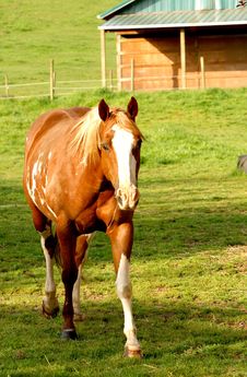 Horse In A Paddock Royalty Free Stock Photo Horse In A Paddock Royalty Free Stock Photo