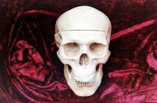 Human Skull Stock Image Human Skull Stock Image