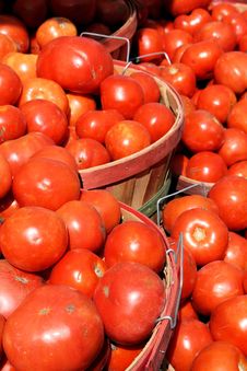 Tomatoes Stock Photography Tomatoes Stock Photography
