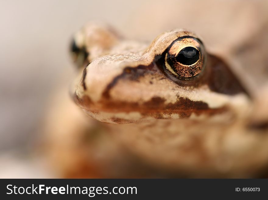 Closeup of brown frog Rana temporaria