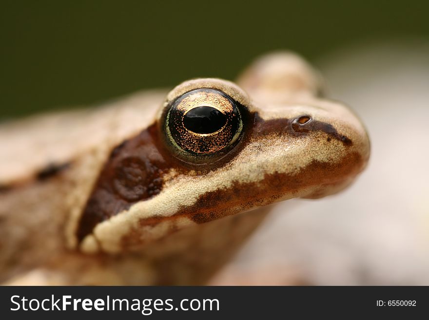 Closeup of brown frog Rana temporaria