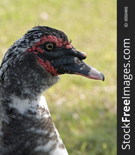 A closeup of a male muscovy duck.