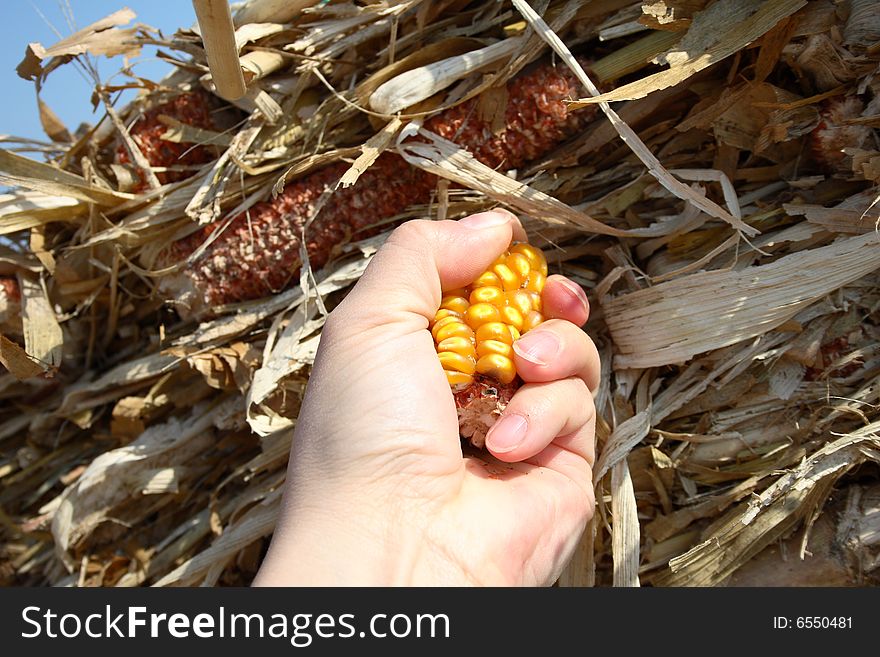 The grain in the hands of women in the background plants dry packaged farm