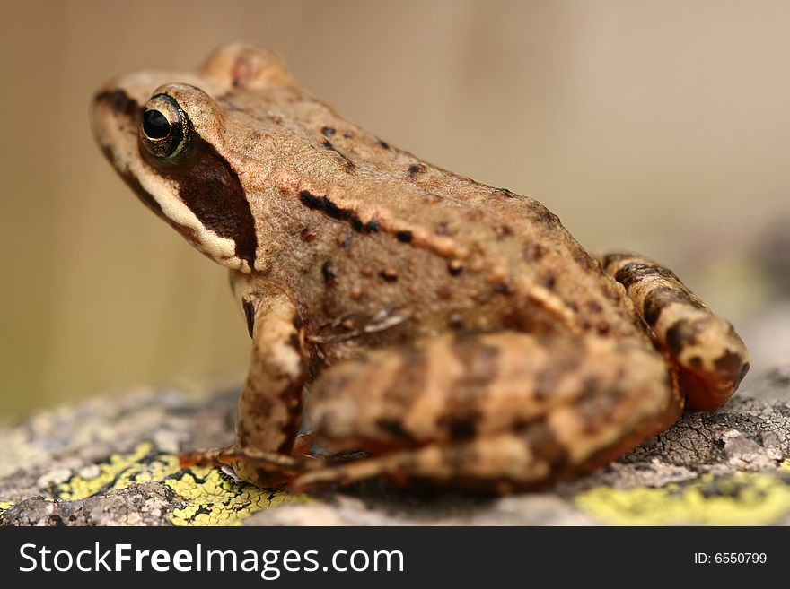 Closeup of brown frog Rana temporaria