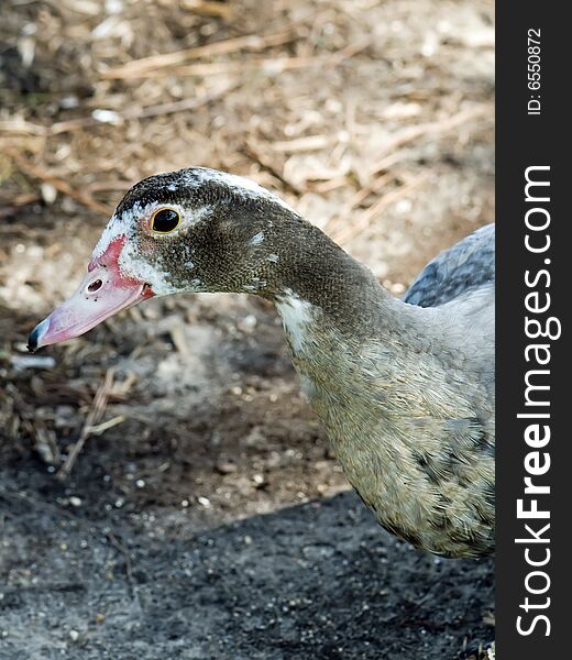 A female muscovy duck looking at you.