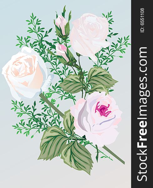Illustration with white rose flowers. Illustration with white rose flowers