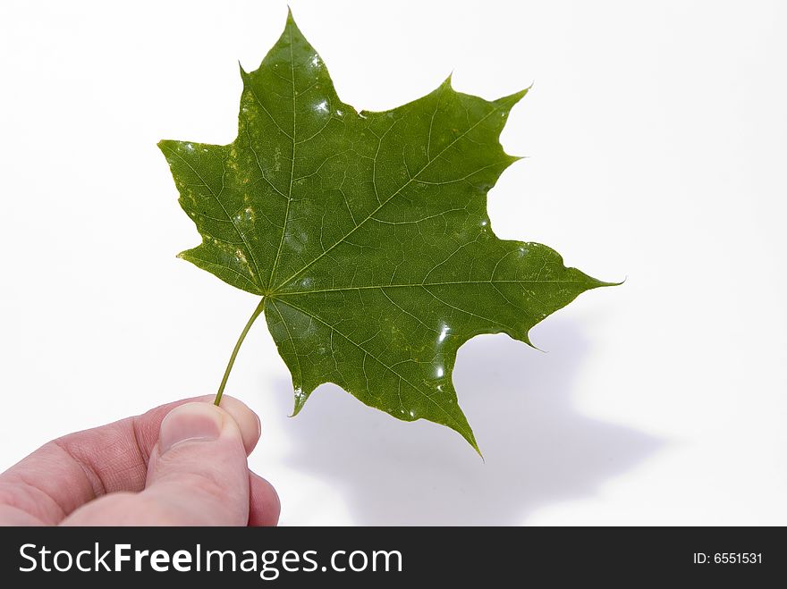Shining water maple leaf in hand on white