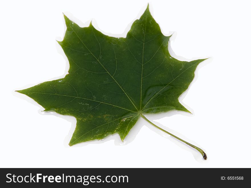Maple leaf in water on white
