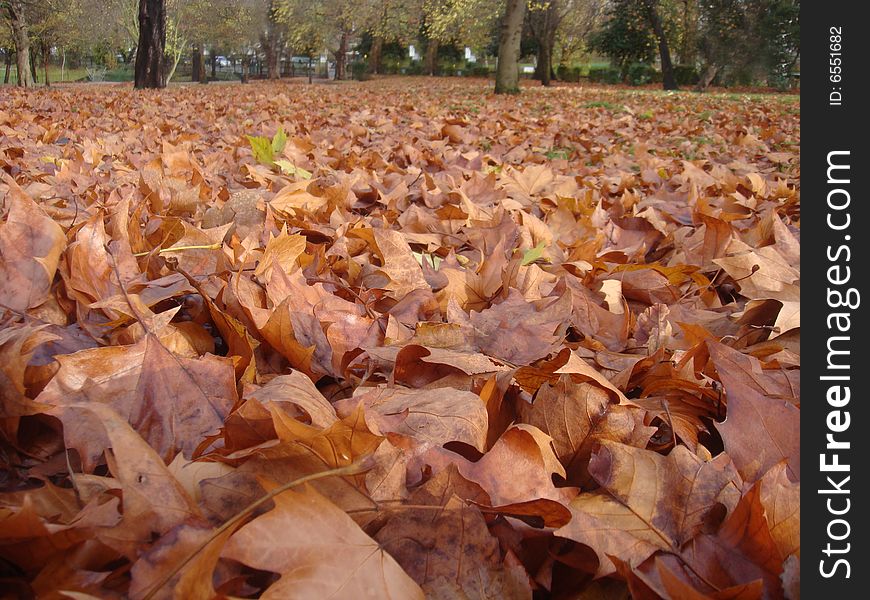 Leaves in the Park in Autumn. Leaves in the Park in Autumn