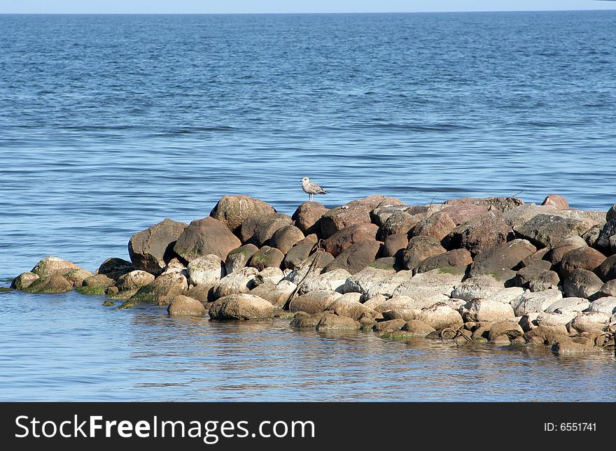 The seagull on a coast of the Baltic sea