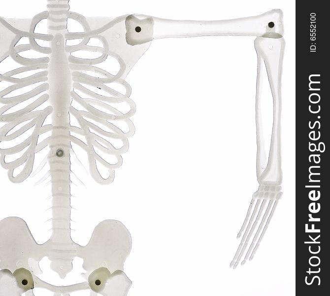 Detail of skeleton with arm isolated