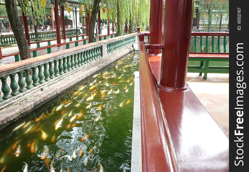 Rush hour of the fish.It looks like the traffic which is busy.there are fancy carp