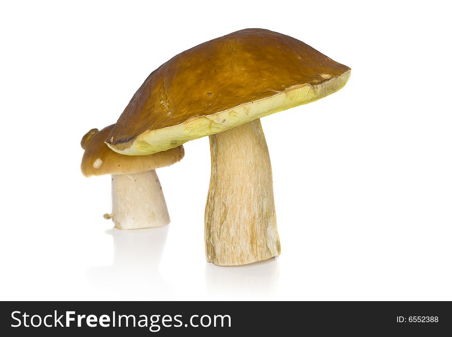 It is a lot of ceps on a white background. It is a lot of ceps on a white background