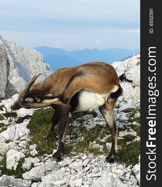 Bouquetin on the mountains in Slovenia. On backgroound mountain valley. Caught up kinematics of animals.