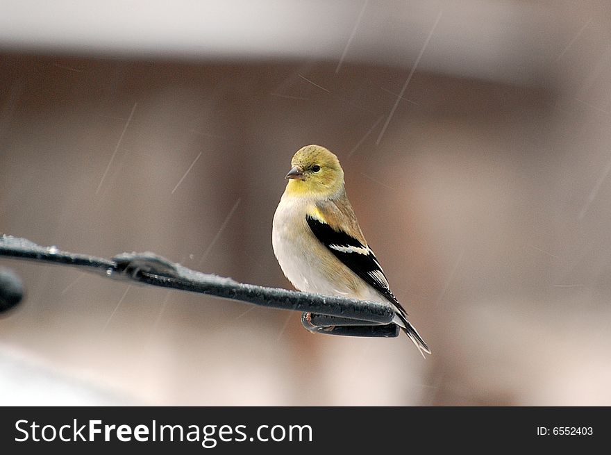 Yellow bird perched on pole during a snow storm. Yellow bird perched on pole during a snow storm