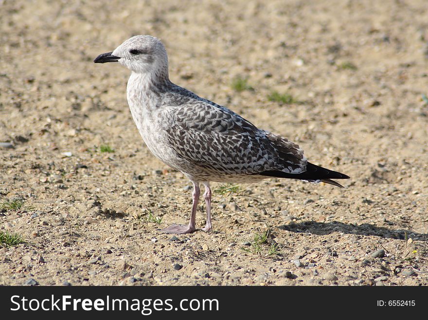 Gull on Seashore