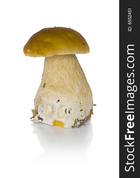One cep on a white background. One cep on a white background