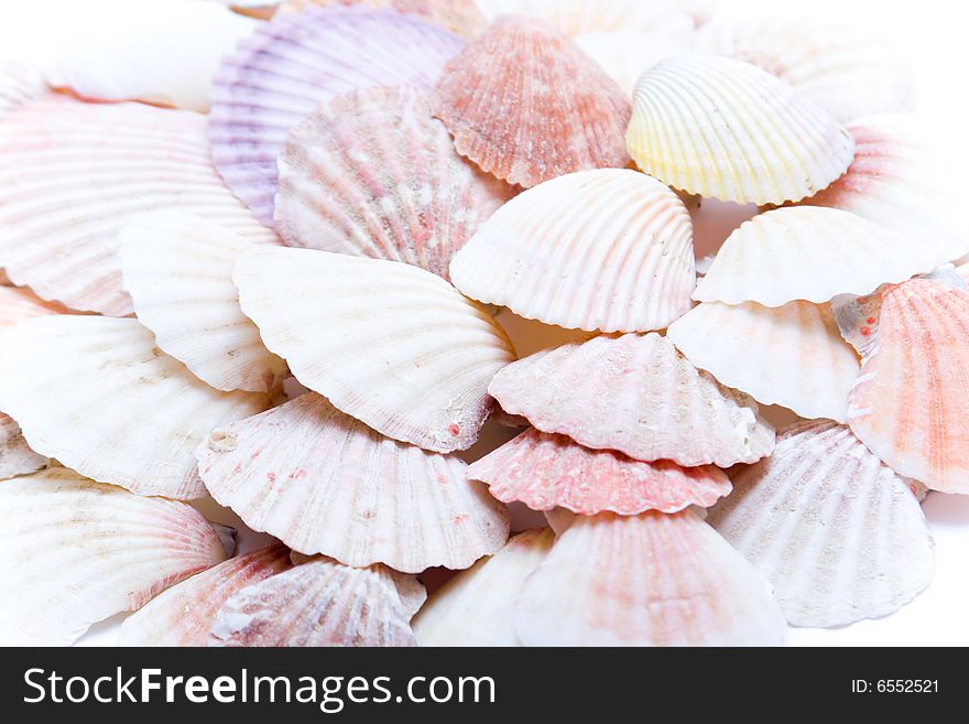 Isolated photo of some shells