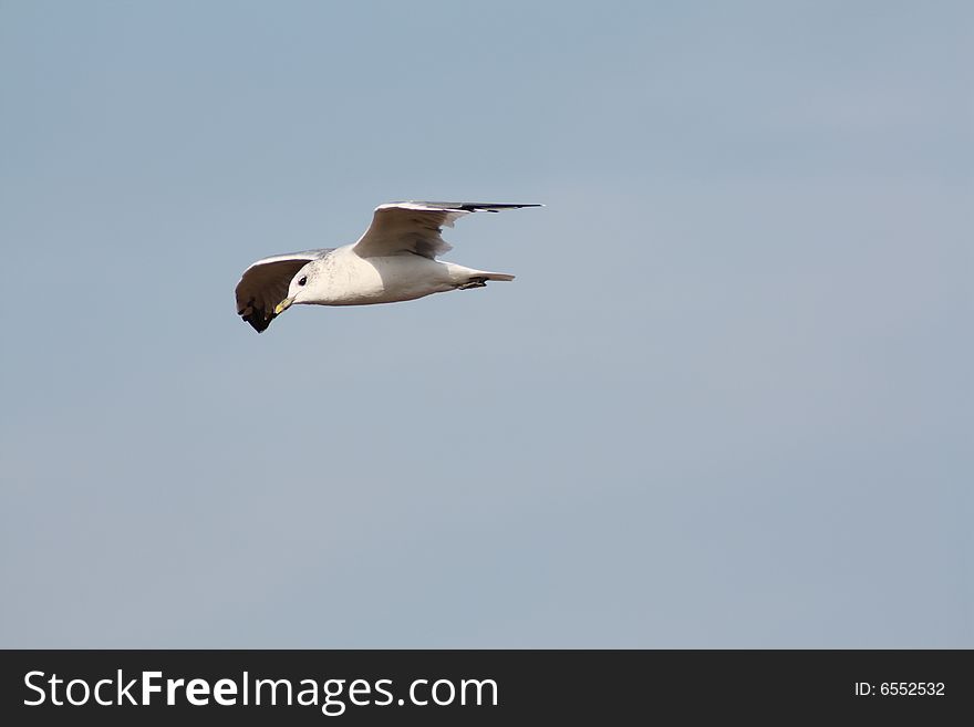 Gull in Flight, Soaring in Sky.