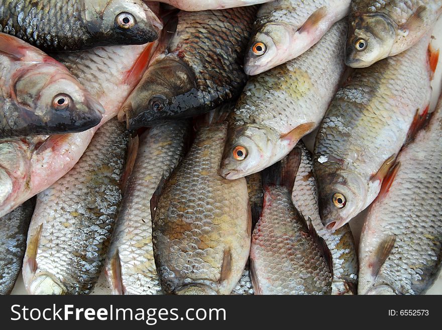 Close-up of lot of raw fresh river fish. Close-up of lot of raw fresh river fish