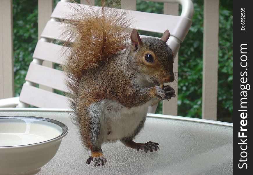 A squirrel visits for a snack on the back porch on vacation. A squirrel visits for a snack on the back porch on vacation