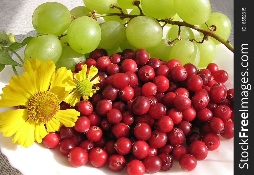 The autumn still life. Green grape, cranberries and helenium on the white plate.