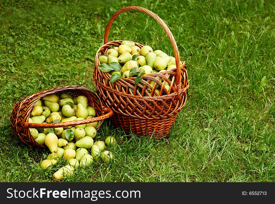 Rich harvest. two baskets with plenty of pear