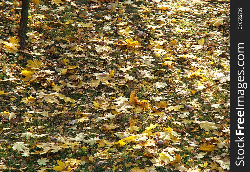 Fallen golden leaves in the autumn. Fallen golden leaves in the autumn