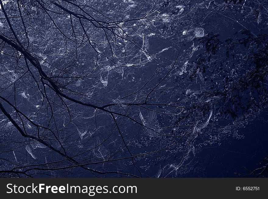 Trees Covered in Spider Webs at Night. Trees Covered in Spider Webs at Night