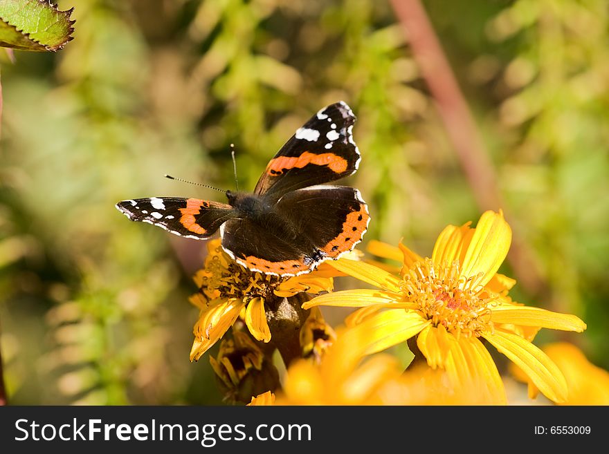 Beauty wonderful small butterfly sits on orange flower. Beauty wonderful small butterfly sits on orange flower.