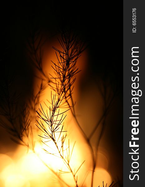 Silhouette of a plant at night against a fire. Silhouette of a plant at night against a fire