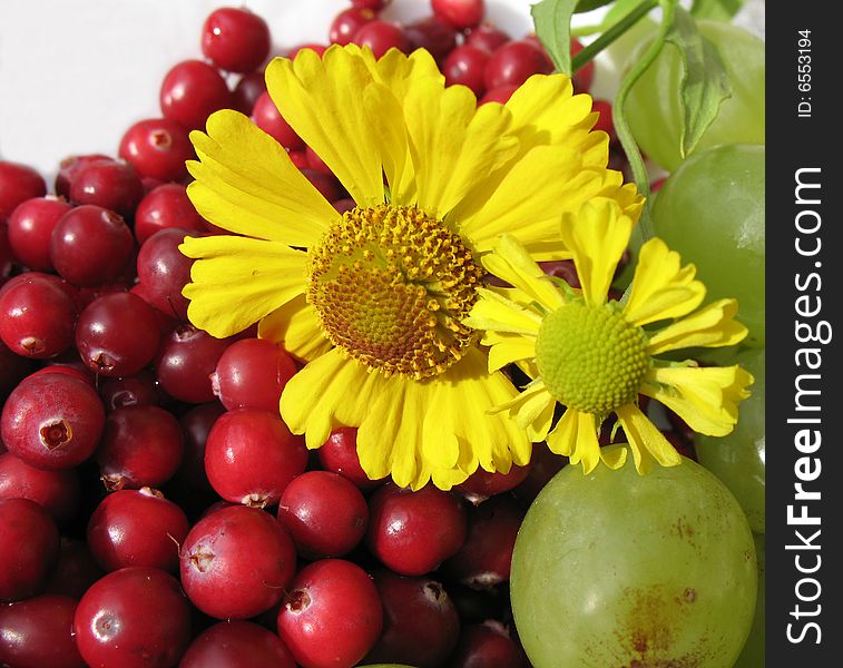 The autumn still life. Green grape, cranberries and helenium on the white  plate.
