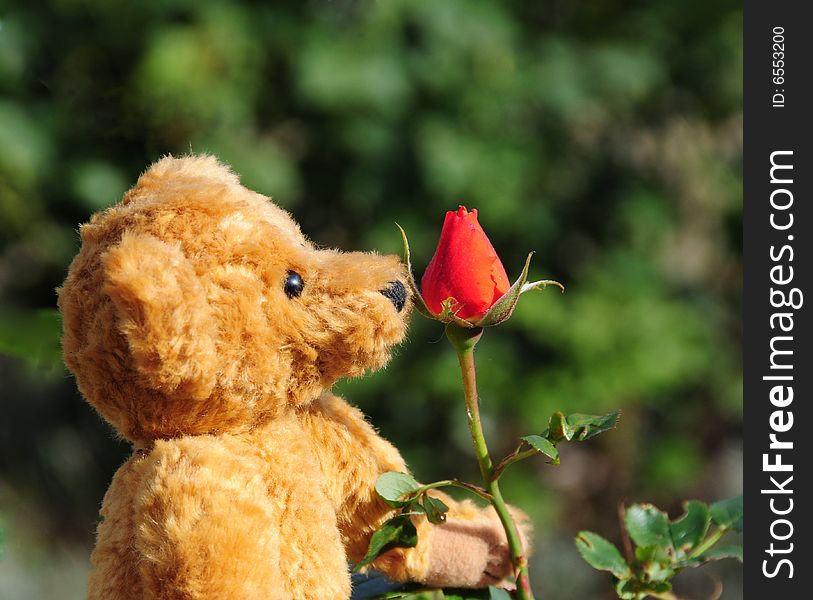 Shot of a teddy bear smelling a rose. Shot of a teddy bear smelling a rose