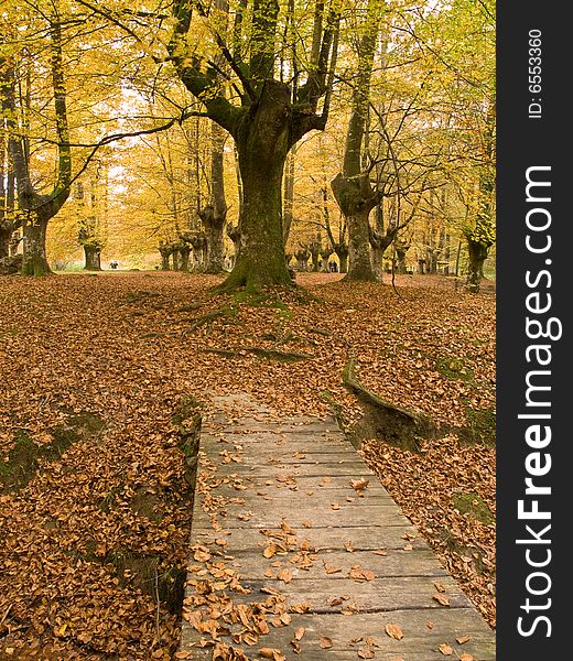 Autumn forest scenery in the woods