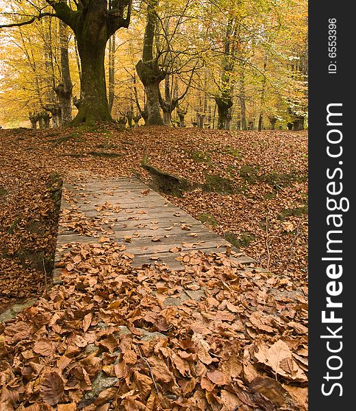 Autumn forest scenery in the woods