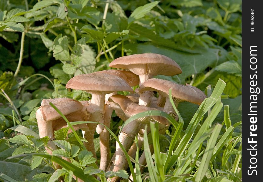 Big family of honey agarics in a green grass. Big family of honey agarics in a green grass