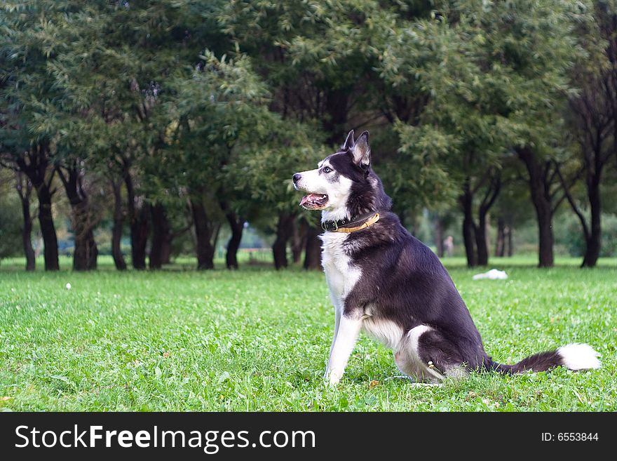 Sitting wolfhound in the park