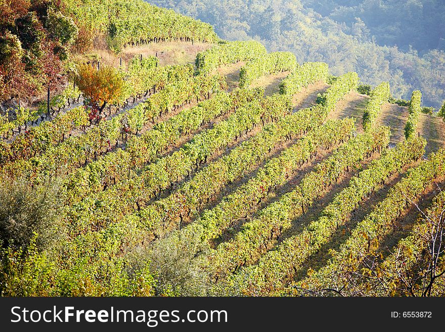 Vineyard landscape in summertime, Piedmont hills, north Italy. Vineyard landscape in summertime, Piedmont hills, north Italy.