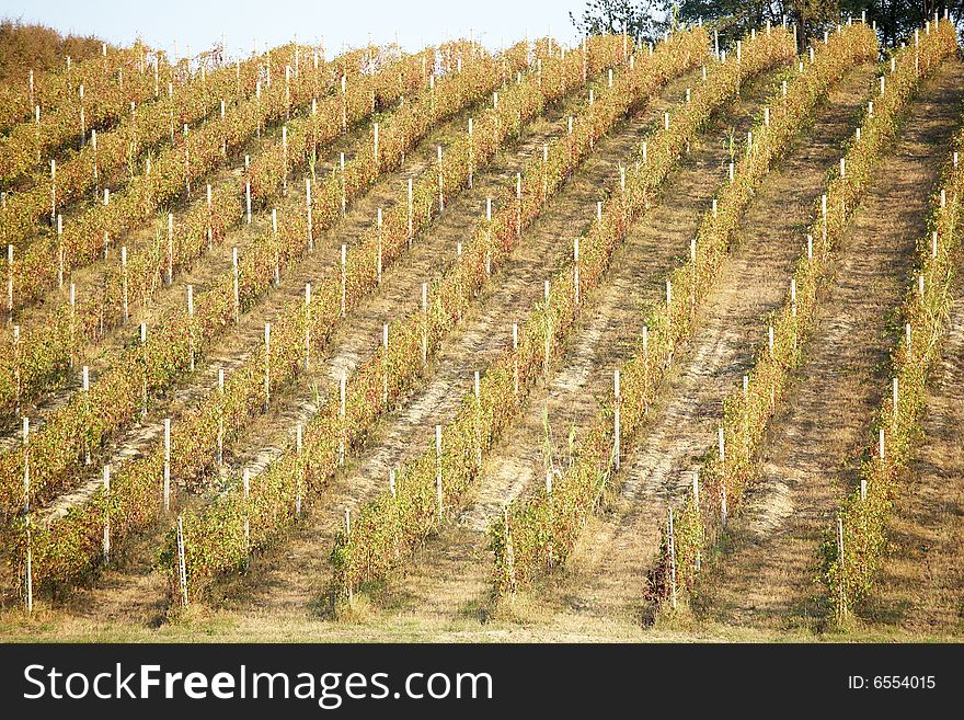 Vineyard landscape in summertime, Piedmont hills, north Italy. Vineyard landscape in summertime, Piedmont hills, north Italy.