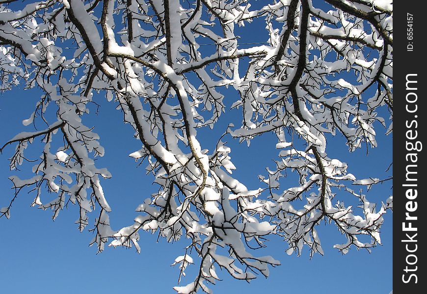 Tree branches covered in newly fallen snow against a brilliant blue sky. Tree branches covered in newly fallen snow against a brilliant blue sky