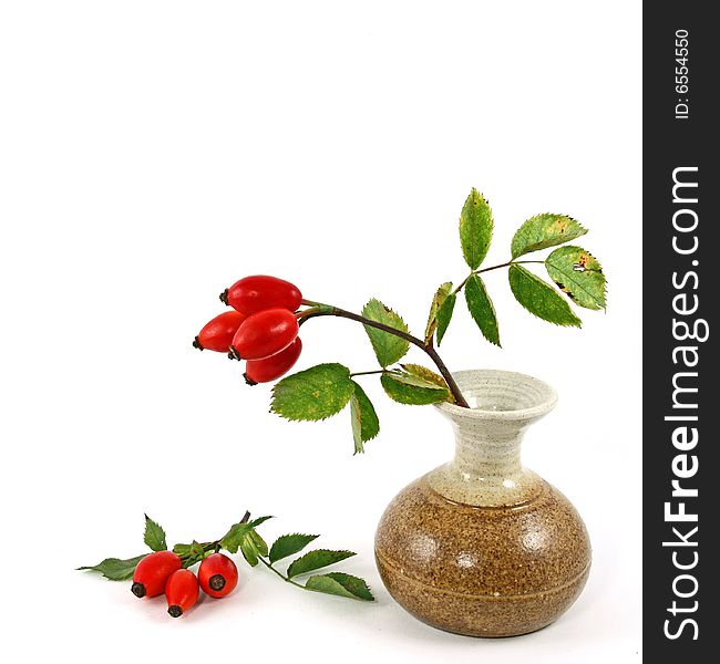 Dog rose in vase on a white background